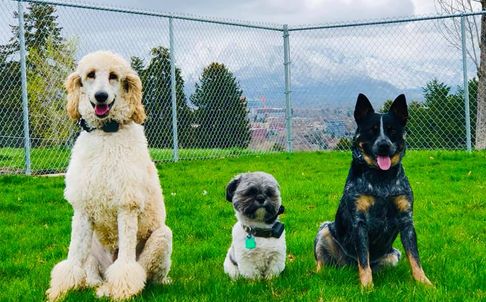 group of dogs at the soccer field