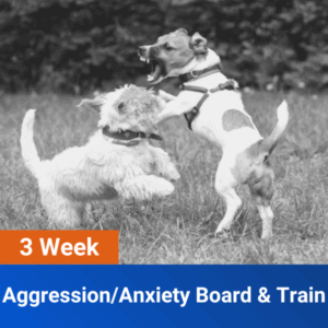 Aggression / Anxiety Board & Train