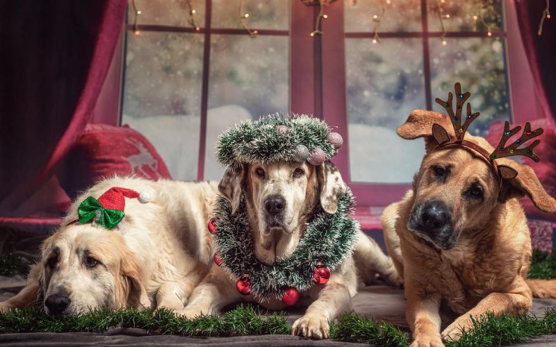 dogs wearing christmas decor