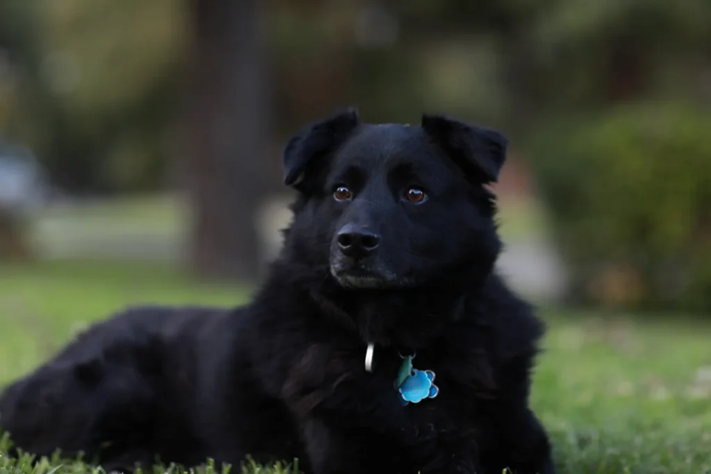Agression anxiety board dog training olk9tn | A black dog with a light blue tag on its collar lies calmly on green grass, looking to the side. The background is a blurred park-like setting.