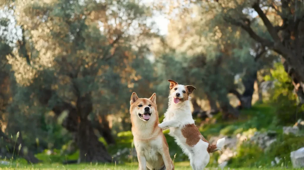 Puppy board train olk9tn | Two happy dogs, a Shiba Inu and a Jack Russell Terrier, playing off-leash in a grassy field.
